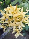 lily flower family fresh nature, beatiful yellow color