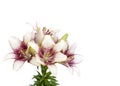 Lily flower fresh blossom buquet closeup on white background