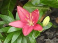 Lily flower in the garden with pink blossom