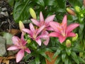 Lily flower in the garden with pink blossom