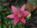 Lily flower in the garden with pink blossom