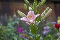 Lily flower in the garden. Shallow depth of field. Close-up