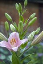 Lily flower in the garden. Shallow depth of field. Close-up Royalty Free Stock Photo