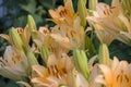 Lily flower in the garden. Shallow depth of field. Close-up