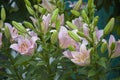 Lily flower in the garden. Shallow depth of field. Close-up