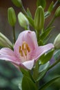 Lily flower in the garden. Shallow depth of field. Close-up Royalty Free Stock Photo