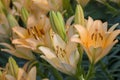 Lily flower in the garden. Shallow depth of field. Close-up Royalty Free Stock Photo
