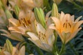 Lily flower in the garden. Shallow depth of field. Close-up