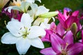 Lily flower in the garden. Shallow depth of field. Royalty Free Stock Photo