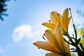 Lily flower in the garden. Shallow depth of field. Royalty Free Stock Photo