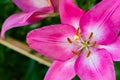 Lily flower in the garden. Shallow depth of field. Royalty Free Stock Photo