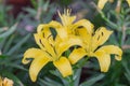 Lily flower and green leaf background in garden at sunny summer or spring day for beauty decoration. Lily Lilium hybrids.