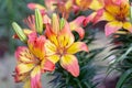 Lily flower and green leaf background in garden at sunny summer or spring day for beauty decoration. Lily Lilium hybrids.