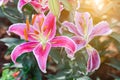 Lily flower and green leaf background in garden at sunny summer or spring day. Lily Lilium hybrids. Royalty Free Stock Photo