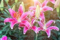 Lily flower and green leaf background in garden at sunny summer or spring day for beauty decoration design. Lily Lilium hybrids