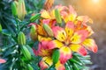 Lily flower and green leaf background in garden at sunny summer or spring day for beauty decoration. Lily Lilium hybrids