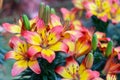 Lily flower in garden at sunny summer or spring day for decoration and agriculture. Lily Lilium hybrids.