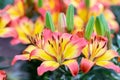 Lily flower and green leaf background in garden at sunny summer or spring day for beauty decoration. Lily Lilium hybrids.