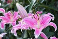 Lily flower and green leaf background in garden at sunny summer or spring day. Lily Lilium hybrids.