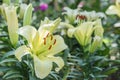 Lily flower and green leaf background in garden at sunny summer or spring day. Lily Lilium hybrids. Royalty Free Stock Photo