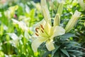 Lily flower and green leaf background in garden at sunny summer or spring day. Lily Lilium hybrids.