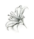 Lily flower. Hand drawing sketch on white background.