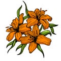 Lily flower engraving style vector illustration Royalty Free Stock Photo