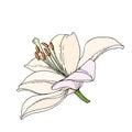 Lily flower. Hand drawn illustration. Vector image in sketch outline Royalty Free Stock Photo
