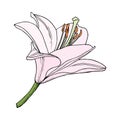 Lily flower. Hand drawn illustration. Vector outline sketch Royalty Free Stock Photo