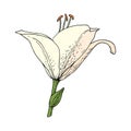 Lily flower. Hand drawn illustration. Vector sketch Royalty Free Stock Photo
