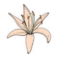 Lily flower. Hand drawn illustration. Vector outline sketch Royalty Free Stock Photo