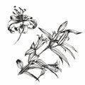 Lily flower illustration background drawing isolated artwork