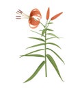 Lily flower illustration. Lilium Tigrinum Royalty Free Stock Photo