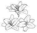 Lily Flower Illustration Royalty Free Stock Photo