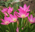 Lily flower image in field pink