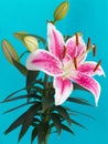 Lily flower isolated on blue background Royalty Free Stock Photo