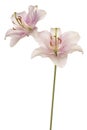 Lily flower isolated Royalty Free Stock Photo