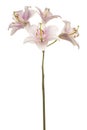 Lily flower isolated Royalty Free Stock Photo