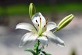 Lily Flower and its buds before opening.