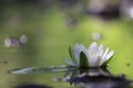 Lily flower at lake Royalty Free Stock Photo