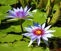 Lily flower loto purple flor de loto beautful colors Royalty Free Stock Photo