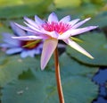 Lily flower loto purple flor de loto beautful colors Royalty Free Stock Photo