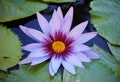 Lily flower loto purple flor de loto beautful colors Royalty Free Stock Photo