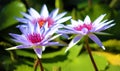 Lily flower loto purple flor de loto beautful colors Royalty Free Stock Photo