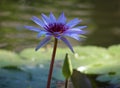 Lily flower loto purple flor de loto beautful colors Royalty Free Stock Photo