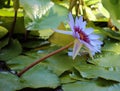 Lily flower loto purple flor de loto beautful colors Royalty Free Stock Photo