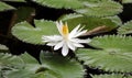 Lily flower loto white flor de loto beautful colors Royalty Free Stock Photo