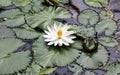 Lily flower loto white flor de loto beautful colors Royalty Free Stock Photo