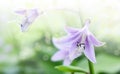 Lily flower LÃÂ­lium in a field on a clear summer day. The sun`s rays and glare penetrate the foliage. Light airy atmosphere