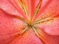 Lily flower. Macro photo Royalty Free Stock Photo